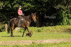 Sattel CHEYENNE Größe X0 BARRY, DryTex®